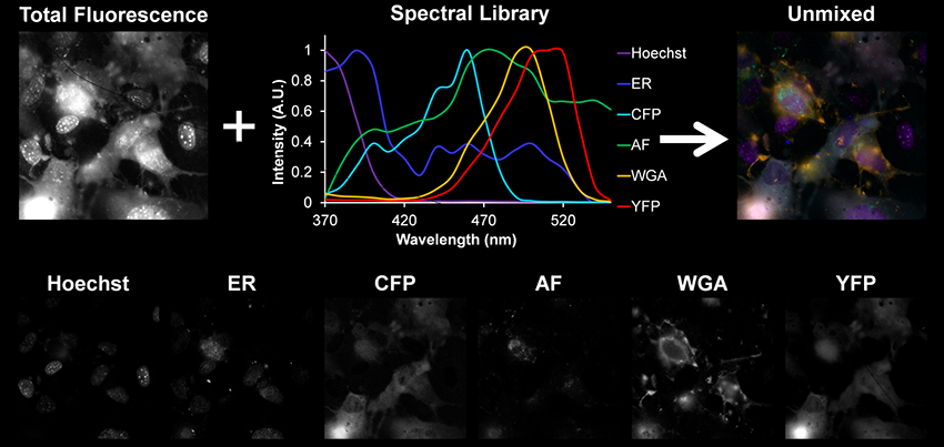 Spectral Library