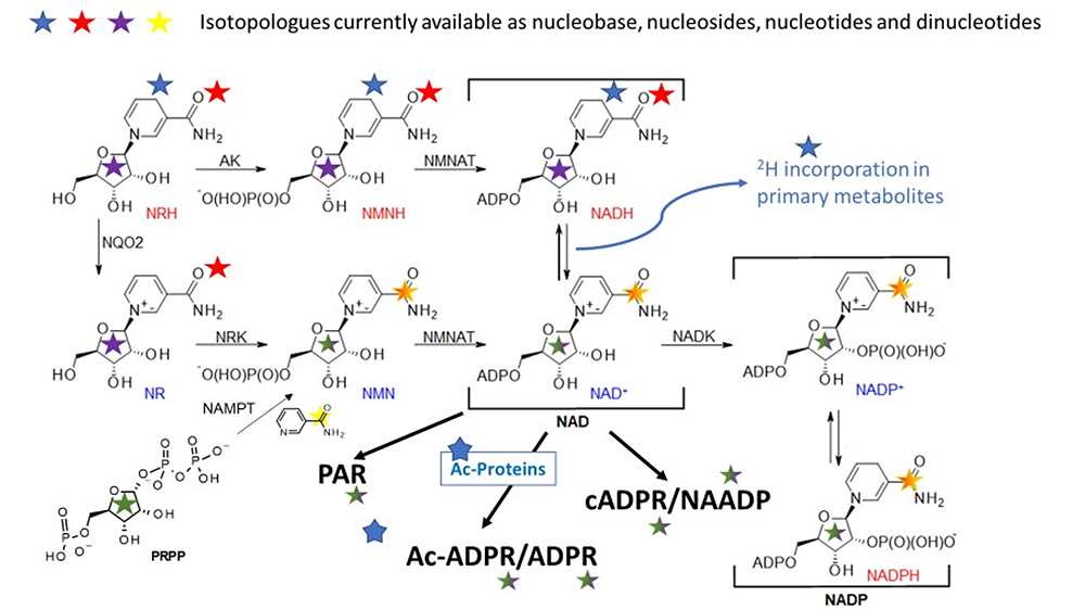 Figure 1: Tracing the metabolism of NAD precursors and how NAD is consumed in cells, tissues and animals.