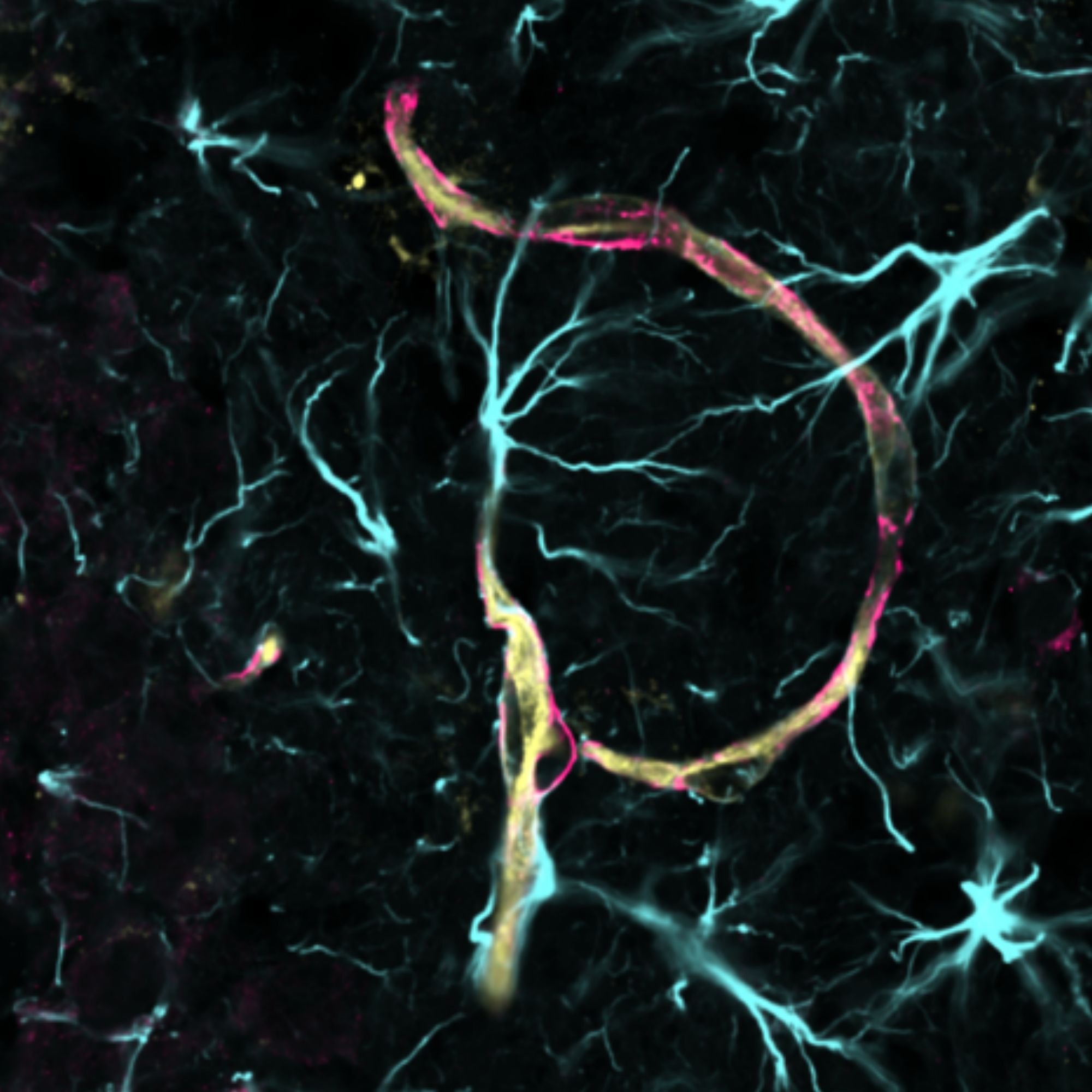 astrocytes and vessels 1