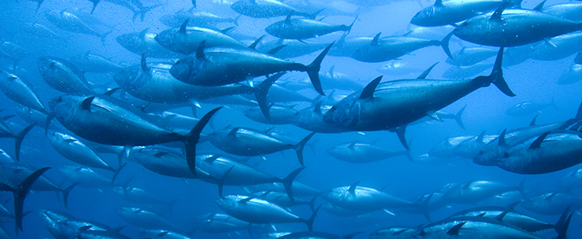 School of Dolphins